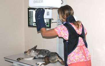 Veterinarian Using X-Ray Machine